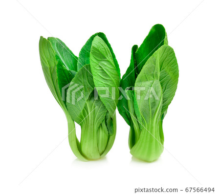 Chinese cabbage on white background Chinese cabbage on white background 67566494
