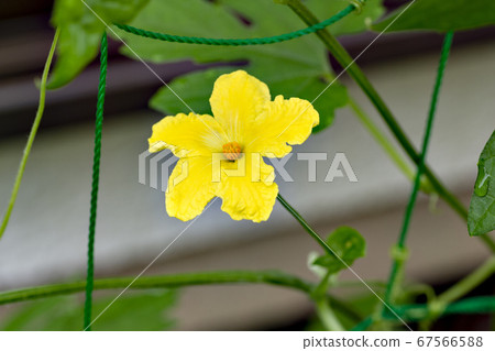 Bitter gourd flower 67566588