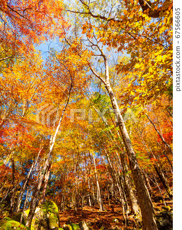 Autumn leaves of the Mitarai Valley 67566605