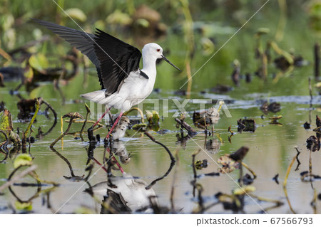 Parent and child of Seita kashid Parent and child of Seita kashid 67566793