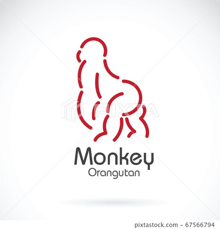 Vector image of monkey orangutan design. Animals. Vector image of monkey orangutan design. Animals. 67566794