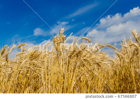 golden wheat plantation in the summer with blue 67566807