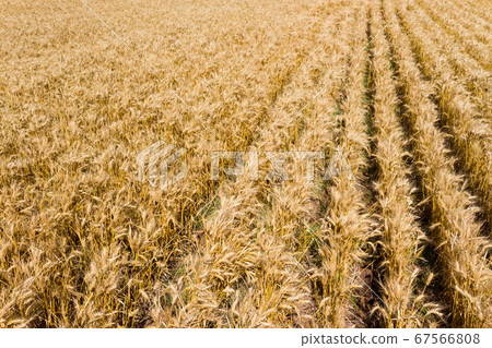 golden wheat plantation seen from above golden wheat plantation seen from above 67566808