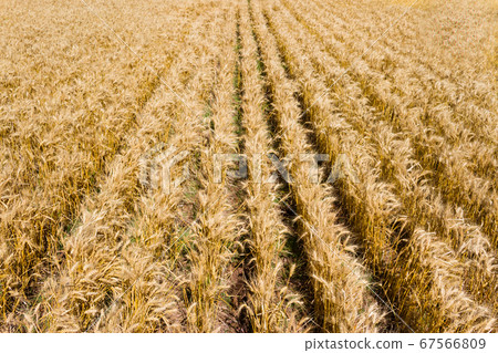 golden wheat plantation seen from above golden wheat plantation seen from above 67566809
