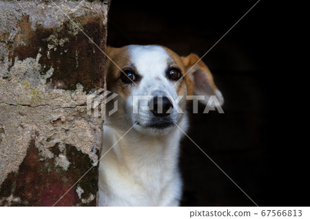 portrait mongrel stray dog on dark background portrait mongrel stray dog on dark background 67566813