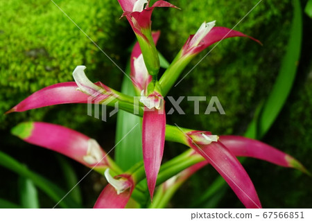 熱帶植物紅包02 67566851