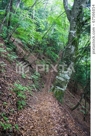 1377山毛櫸和山路 1377山毛櫸和山路 67566854