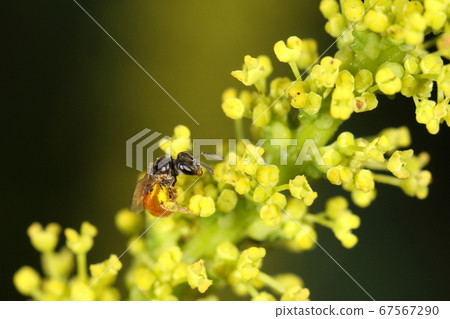 Creatures Insects with yellow flowers of the yellow-spotted bee and the napkin goby. Do you like small flowers that fit your body? 67567290