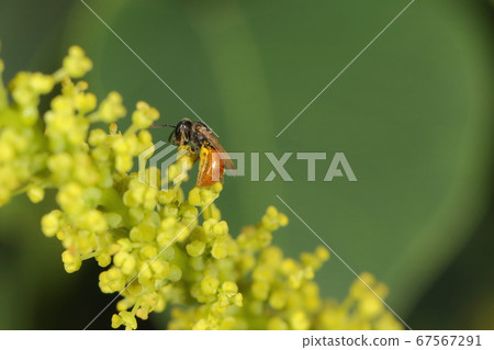Creatures Insects are bees and females. From spring to early summer, only females appear and males appear later. 67567291