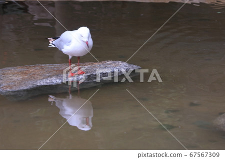Zoo birds Zoo birds 67567309