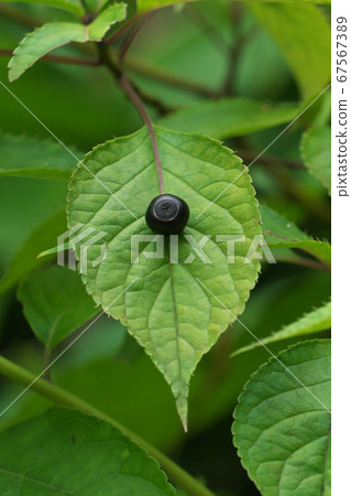 Hanayada fruit growing in the center of the leaf 67567389