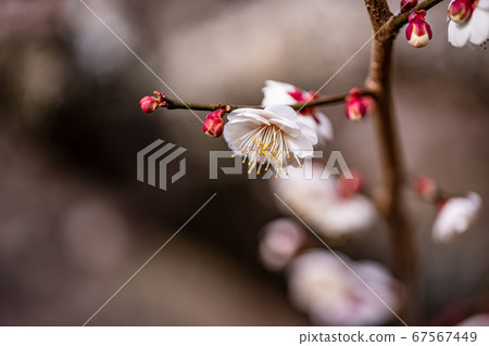 梅花盛開 梅花盛開 67567449