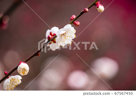 梅花盛開 梅花盛開 67567450
