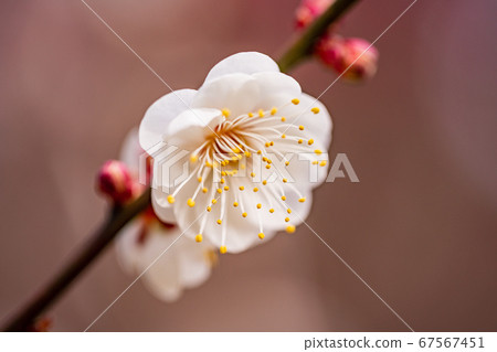 Ume Shirohana macro in full bloom Ume Shirohana macro in full bloom 67567451