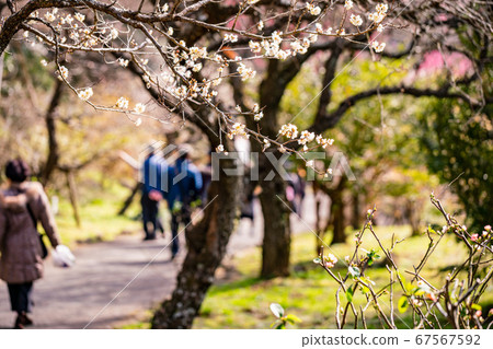 (Shizuoka Prefecture) Atami Plum Garden Plum Festival Tourists taking a walk 67567592