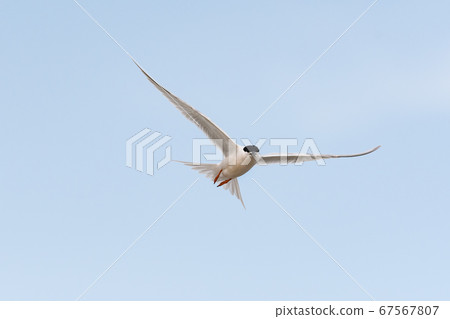 Venice disaster flight Venice disaster flight 67567807