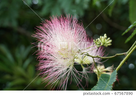 The flowers of the silk tree that bloom in the rainy season in Itako City, Ibaraki Prefecture The flowers of the silk tree that bloom in the rainy season in Itako City, Ibaraki Prefecture 67567890