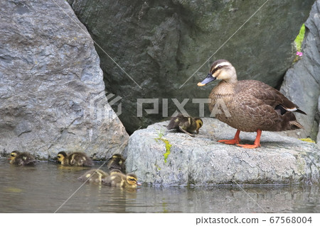 小鴨子和她的母親鳥 小鴨子和她的母親鳥 67568004