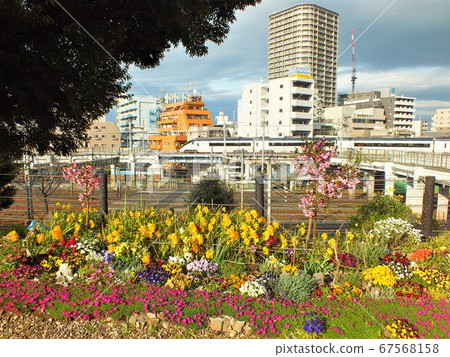 A view of the Keisei Skyliner, which runs fast from the flower field of the Yanaka cemetery in Tokyo near Nippori station 67568158