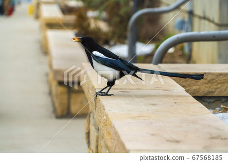 Bird perched on a raised stone plant bed outside a 67568185