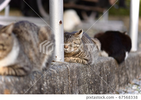 Stray cats sleeping side by side 67568338