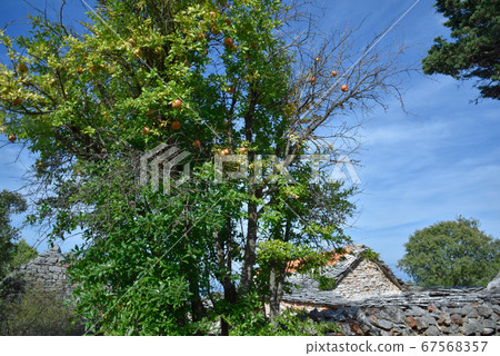 Indigo Baiyun, Haruki Tenki, Shimagami-like green tree Japanese stone head shop. 67568357
