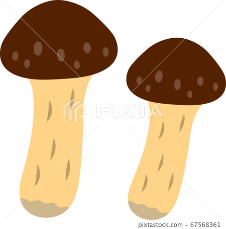Illustration of matsutake mushroom 67568361