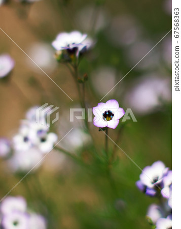 Gilliah tricolor standing upright Gilliah tricolor standing upright 67568363