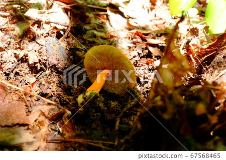 Hanagasa Iguchi Hanagasa Iguchi 67568465