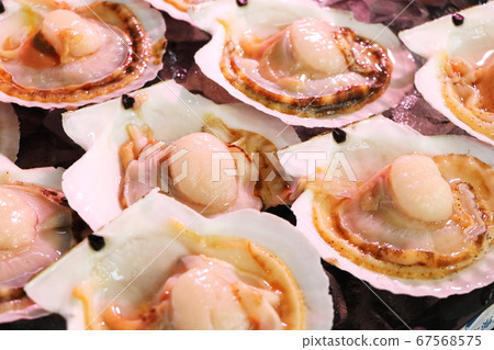 Scallops on the market 67568575