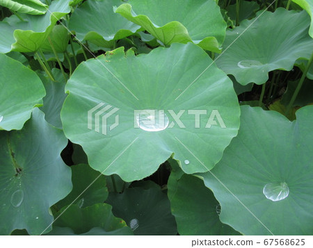 荷葉與水滴 荷葉與水滴 67568625