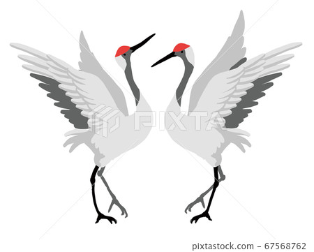 Vector illustration of a pair of red-crowned cranes Vector illustration of a pair of red-crowned cranes 67568762
