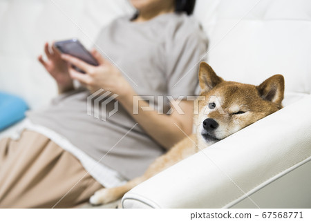 Shiba Inu relaxing on the sofa in the living room 67568771