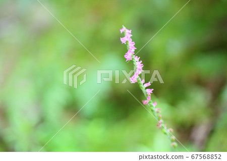 Spiranthes sinensis Spiranthes sinensis 67568852