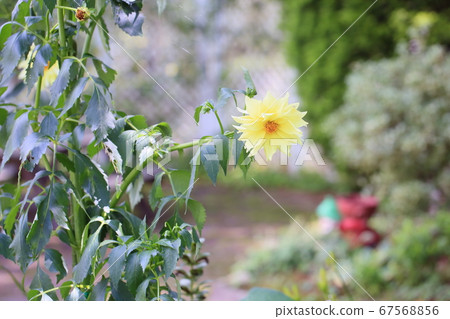 Dahlia flower 67568856