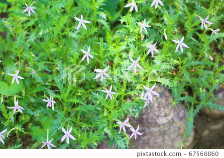 Isotma flowers 67568860
