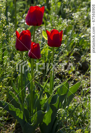 The red tulips light up like a four-family with bright lights on a sunny day 67568908