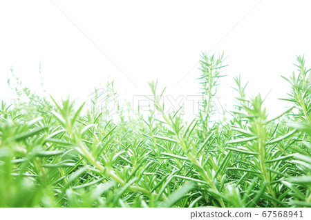 Rosemary wild grass wild herbs 67568941