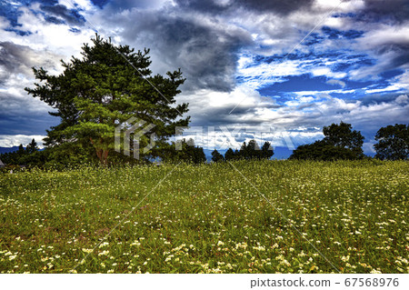 Azumino buckwheat field, Nagano Prefecture 67568976