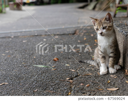 小貓坐在大街上的虎斑貓 67569024