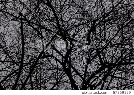 silhouette dead tree and branches in the spooky forest at scary night. nature and halloween horror background silhouette dead tree and branches in the spooky forest at scary night. nature and halloween horror background 67569139