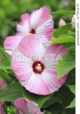 American Fuyo (American Furong) flower American Fuyo (American Furong) flower 67569279