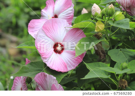 American Fuyo (American Furong) flower American Fuyo (American Furong) flower 67569280