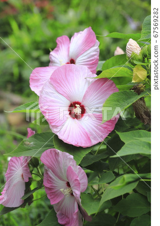 美國芙蓉（美國芙蓉）花 67569282