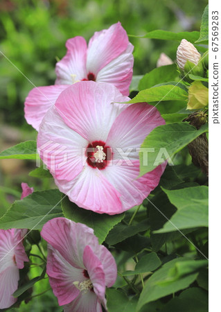 American Fuyo (American Furong) flower 67569283