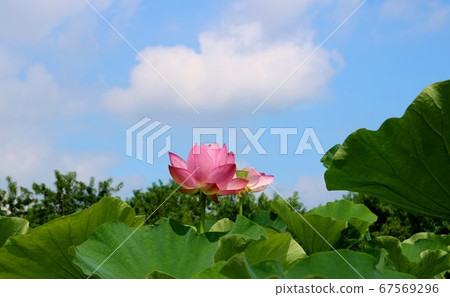 Lotus ancient lotus healing and relaxing scenery Ibaraki 67569296