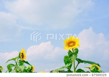 Sunflower sky background Sunflower sky background 67569329