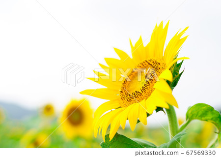Sunflower sky background Sunflower sky background 67569330