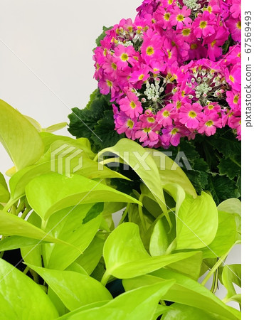 Limepotos and primroses Limepotos and primroses 67569493