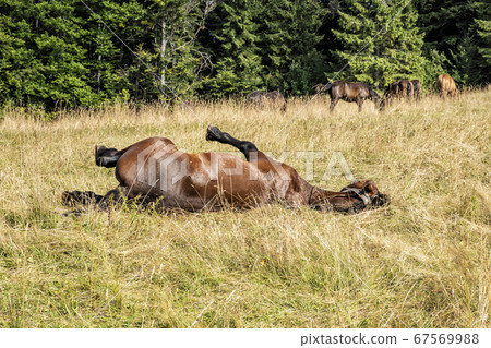 Wild horses, Muran plain, Slovakia Wild horses, Muran plain, Slovakia 67569988